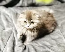 スコティッシュフォールド(折れ耳)【福岡県・女の子・2025年7月24日・ブルータビー】の写真7