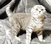 スコティッシュフォールド(折れ耳)【福岡県・男の子・2025年7月24日・ブルータビー】の写真7