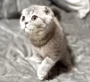 スコティッシュフォールド(折れ耳)【福岡県・女の子・2025年7月24日・ブルータビー】の写真7