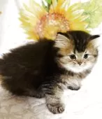 スコティッシュフォールド(立ち耳)【福岡県・女の子・2025年4月18日・ブラウンタビー】の写真7