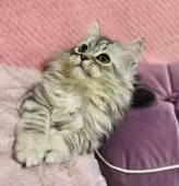 スコティッシュフォールド(立ち耳)【福岡県・男の子・2024年9月9日・シルバータビー】の写真7