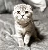 スコティッシュフォールド(折れ耳)【福岡県・女の子・2025年7月24日・ブルータビー】の写真8