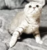 スコティッシュフォールド(折れ耳)【福岡県・男の子・2025年7月24日・ブルータビー】の写真8