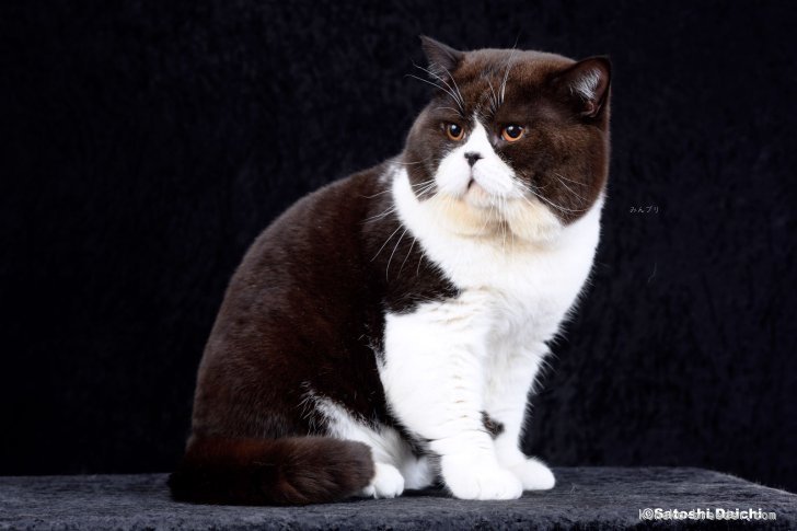 ＜父猫の市松＞TICA RW SGC 2021-2022 アジアBest｜西村　真弓(にしむら　まゆみ)ブリーダー(滋賀県・ブリティッシュショートヘアなど・ALL JAPAN CATCLUB登録)の紹介写真2