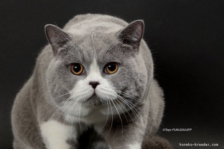 西村　真弓(にしむら　まゆみ)ブリーダー(滋賀県・ブリティッシュショートヘアなど・ALL JAPAN CATCLUB登録)の紹介写真3