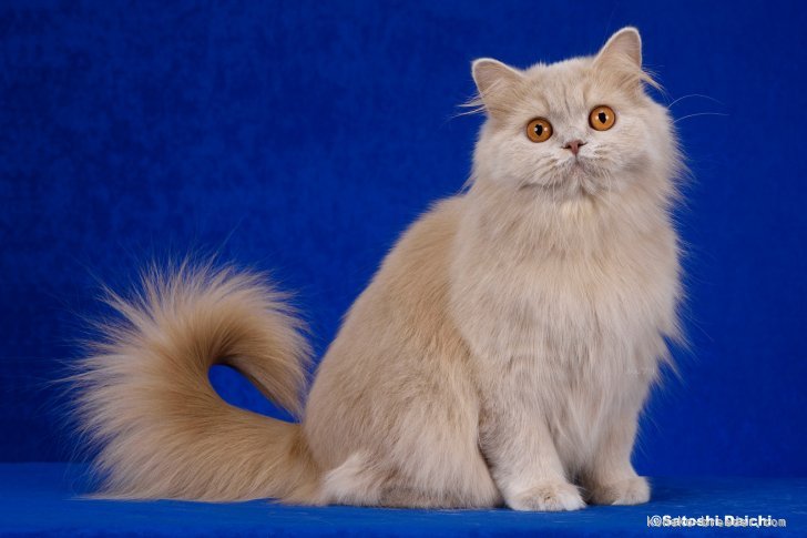 西村　真弓(にしむら　まゆみ)ブリーダー(滋賀県・ブリティッシュショートヘアなど・ALL JAPAN CATCLUB登録)の紹介写真6