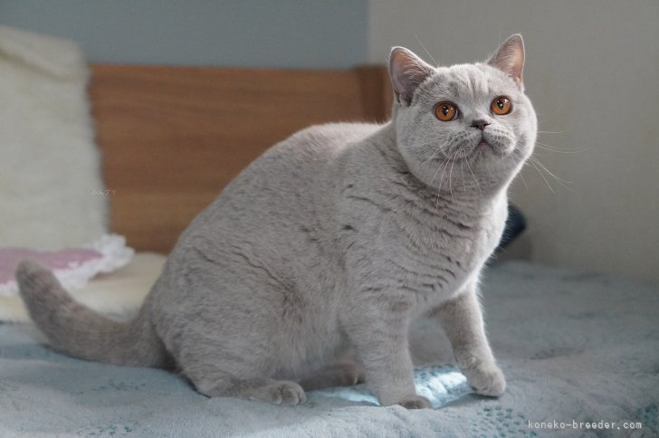 ＜母猫のパール＞TICA QGC｜西村　真弓(にしむら　まゆみ)ブリーダー(滋賀県・ブリティッシュショートヘアなど・ALL JAPAN CATCLUB登録)の紹介写真9