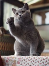 ブリティッシュショートヘア【・女の子・2020年2月14日・ブルートーティー】