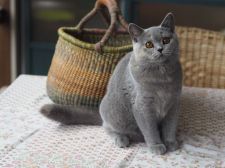 ブリティッシュショートヘア【・女の子・2020年2月14日・ブルートーティー】