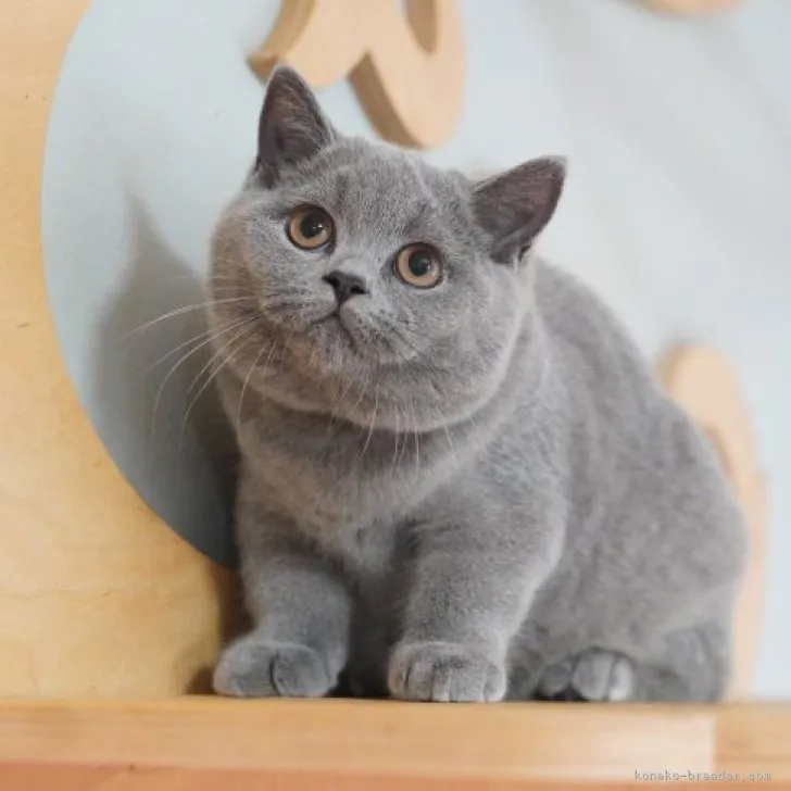 ID:2308-00780の子猫