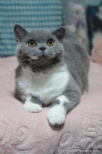 セルカークレックス【・女の子・2023年10月28日・ブルー&ホワイト】