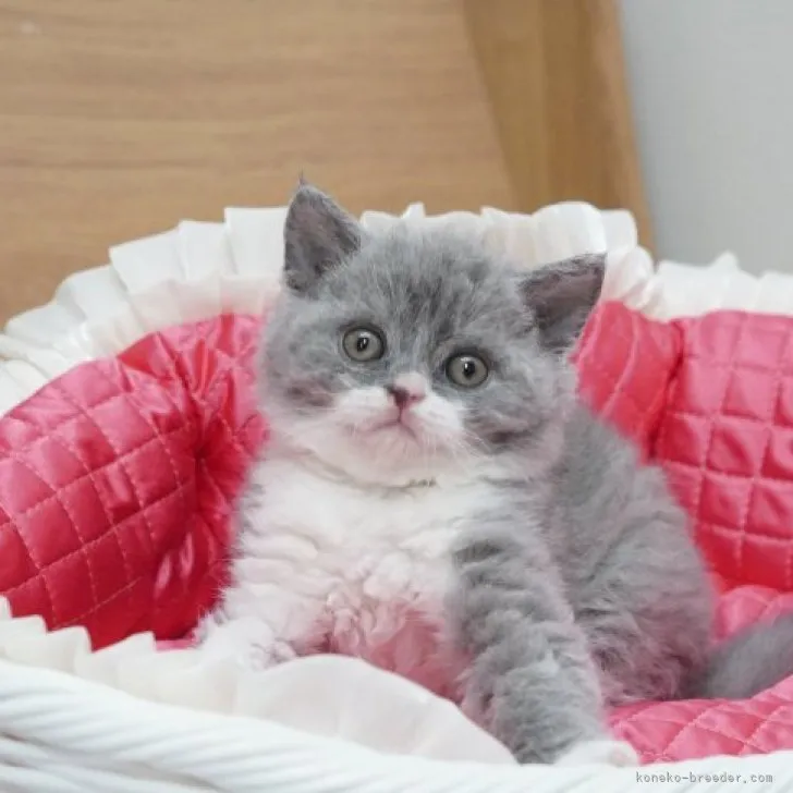 ID：2304-01341の子猫