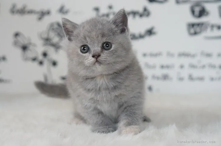 ID：2107-01818の子猫