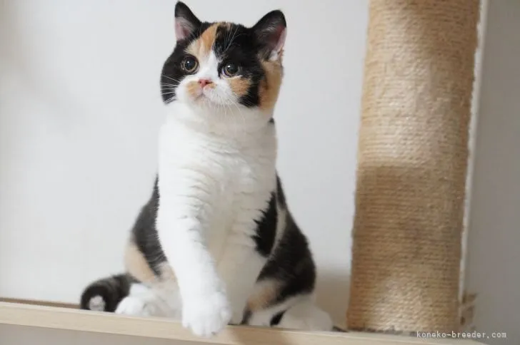 ID:2112-01988の子猫