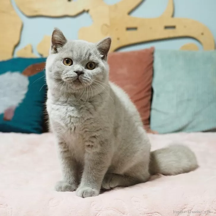 ID：2411-00102の子猫