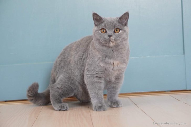 ブリティッシュショートヘア【・女の子・2023年10月6日・ブルートーティー】