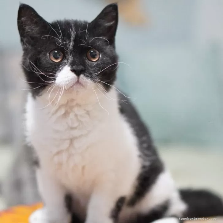 ID:2407-02665の子猫