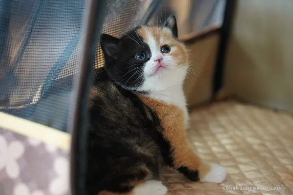 ID：2104-02515の子猫