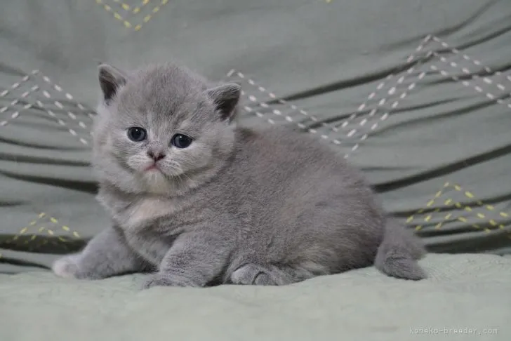 ID：2105-01414の子猫