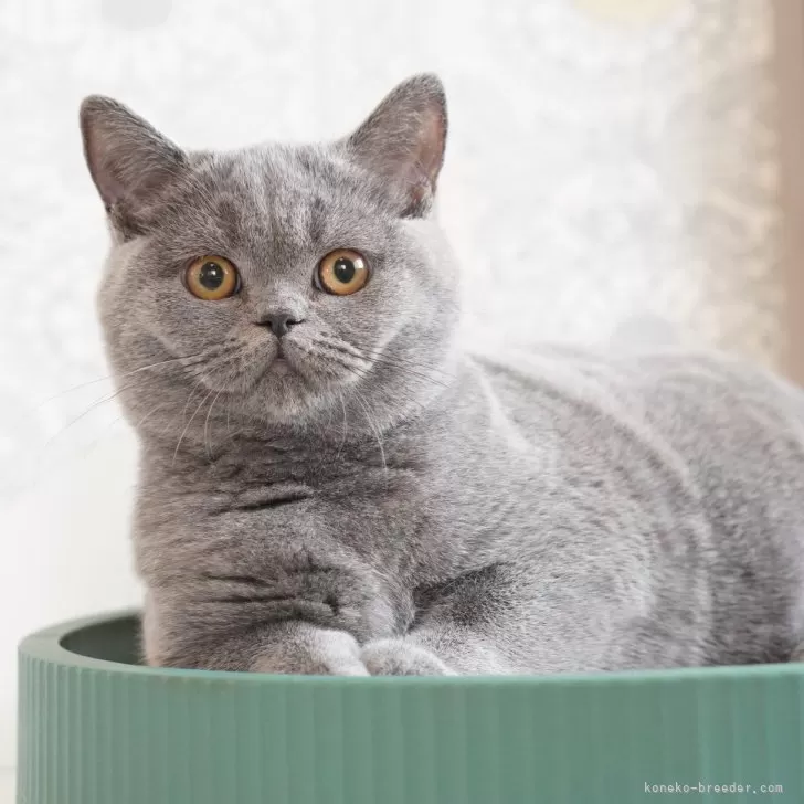 ID：2403-01381の子猫