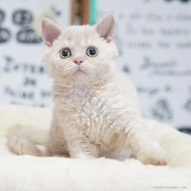 ID：2205-03428の子猫