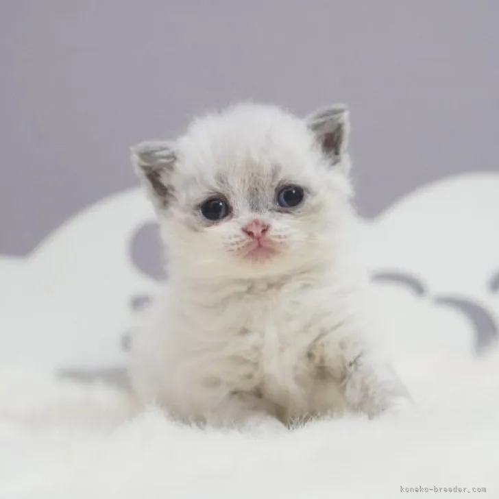 ID：2308-01518の子猫