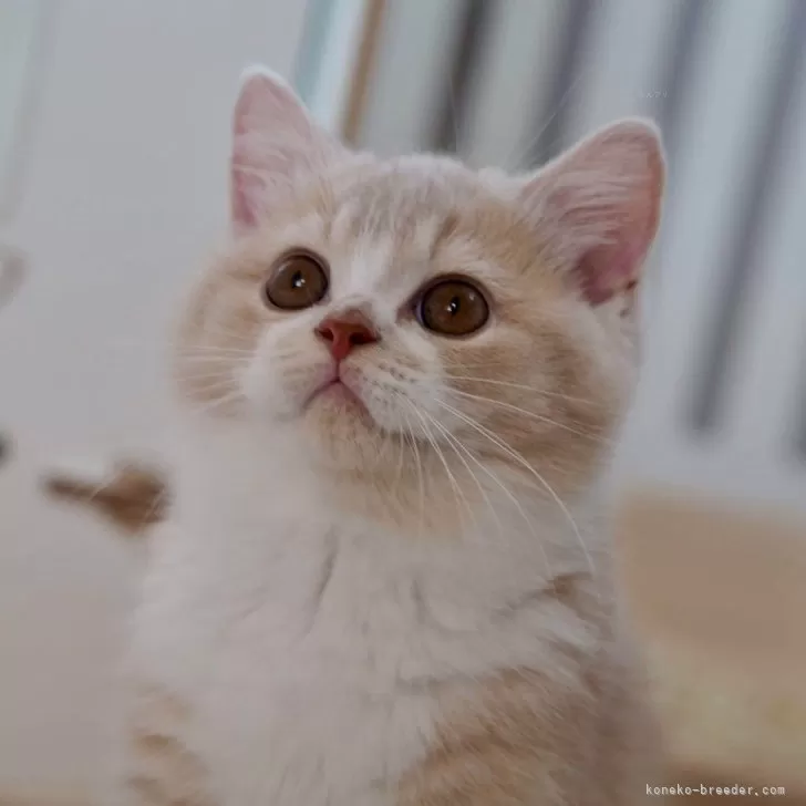 ID：2405-00765の子猫