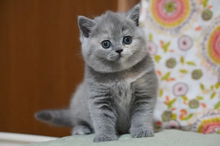 ID：2106-00694の子猫