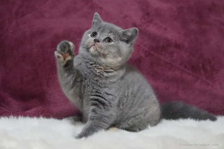 ID：2112-00657の子猫