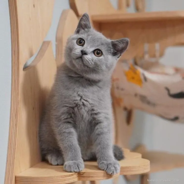 ID：2212-00673の子猫