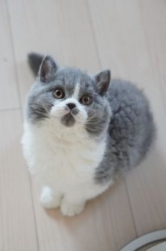 セルカークレックス【滋賀県・男の子・2021年11月29日・ブルー&ホワイト（巻き毛）】の写真「ふわもこ♡リアルぬいぐるみの男の子♡」