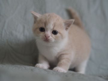 ブリティッシュショートヘア【滋賀県・女の子・2019年5月31日・クリーム&ホワイト】の写真「きれいなハチワレちゃん♡」
