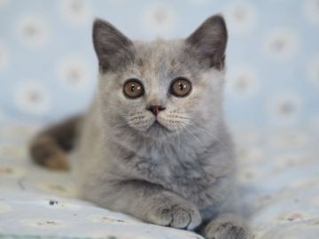 ブリティッシュショートヘア【滋賀県・女の子・2018年4月26日・ブルートーティー】の写真「目が大きい子可愛い子です♡」