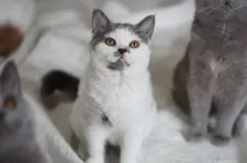 セルカークレックス【滋賀県・女の子・2020年5月22日・ブルー&ホワイト】の写真1「10/6撮影」