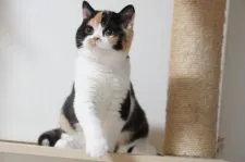 ブリティッシュショートヘア【滋賀県・女の子・2021年11月17日・ブラックトーティー&ホワイト】の写真1「3/4撮影」