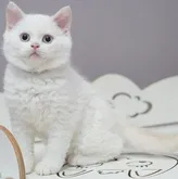 セルカークレックス【滋賀県・男の子・2022年4月4日・クリームポイント】の写真1「6/13撮影」