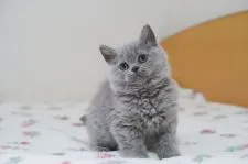 セルカークレックス【滋賀県・女の子・2022年2月22日・ブルー】の写真1「5/1撮影」