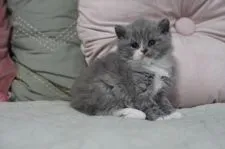 セルカークレックス【滋賀県・男の子・2022年2月22日・ブルー&ホワイト】の写真1「3/26撮影」