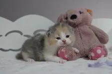 ブリティッシュショートヘア【滋賀県・女の子・2021年11月17日・ブルートーティー&ホワイト】の写真1「12/2撮影」