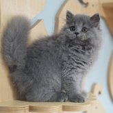 ブリティッシュロングヘア