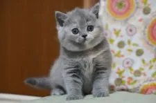 ブリティッシュショートヘア【滋賀県・女の子・2021年4月26日・ブルートーティー】の写真1「6/7撮影」