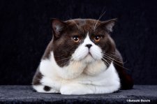 ブリティッシュショートヘア【・男の子・2018年8月29日・ブラック&ホワイト】