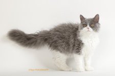 セルカークレックス【・女の子・2022年1月3日・ブルー&ホワイト】