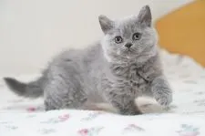 セルカークレックス【滋賀県・女の子・2022年2月22日・ブルー】の写真2「5/1撮影」