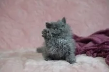 セルカークレックス【滋賀県・女の子・2020年8月13日・ブルー】の写真2「10/10撮影」