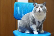 ブリティッシュショートヘア【・男の子・2020年4月17日・ブルー&ホワイト】