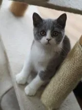 ブリティッシュショートヘア【滋賀県・男の子・2020年4月17日・ブルーバイカラー】の写真3「7/21撮影」