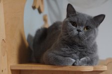 ブリティッシュショートヘア【・女の子・2023年10月6日・ブルートーティー】