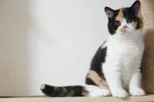 ブリティッシュショートヘア【滋賀県・女の子・2021年11月17日・ブラックトーティー&ホワイト】の写真3「2/25撮影」