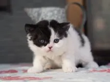 セルカークレックス【滋賀県・男の子・2020年3月6日・ブラック&ホワイト】の写真3「4/7撮影」